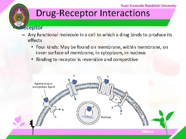 Drug-Receptor Interactions • Receptor – Any functional molecule in a cell to which a Drug-Receptor Interactions • Receptor – Any functional molecule in a cell to which a