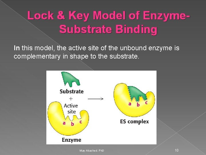 Lock & Key Model of Enzyme. Substrate Binding In this model, the active site