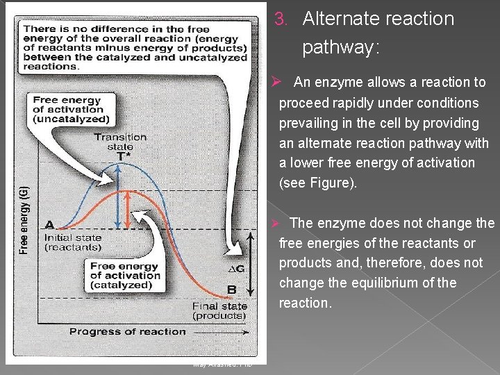 3. Alternate reaction pathway: Ø An enzyme allows a reaction to proceed rapidly under