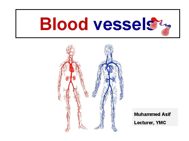 Blood vessels Muhammed Asif Lecturer, YMC 