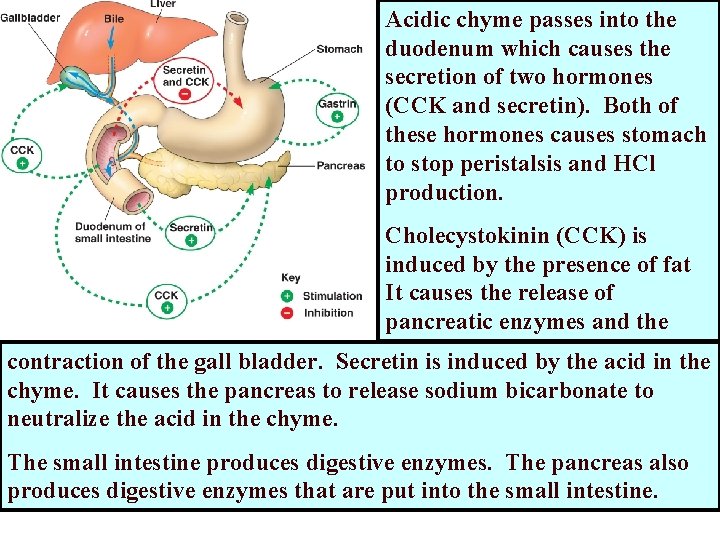 Acidic chyme passes into the duodenum which causes the secretion of two hormones (CCK Acidic chyme passes into the duodenum which causes the secretion of two hormones (CCK