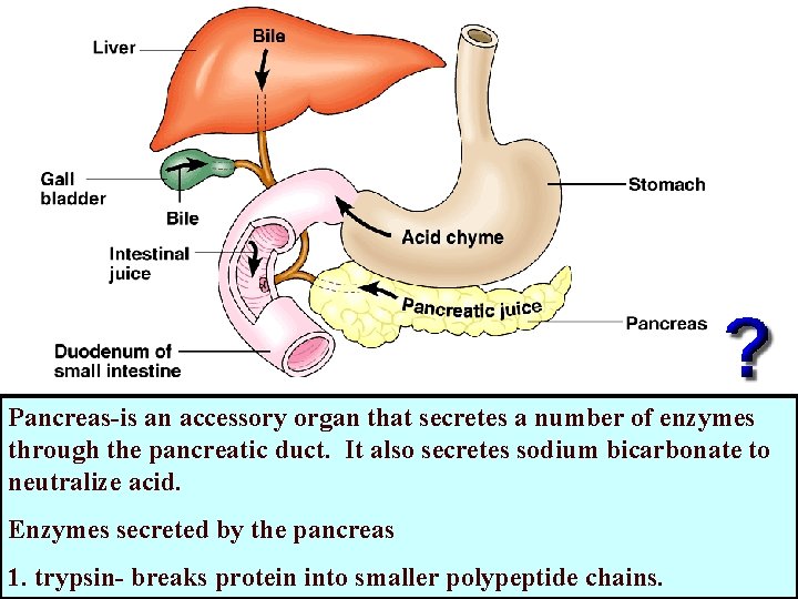 Pancreas-is an accessory organ that secretes a number of enzymes through the pancreatic duct. Pancreas-is an accessory organ that secretes a number of enzymes through the pancreatic duct.