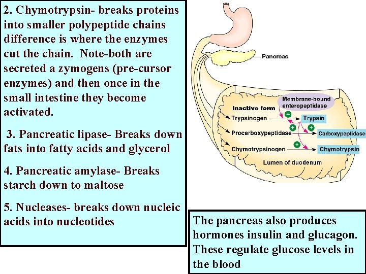 2. Chymotrypsin- breaks proteins into smaller polypeptide chains difference is where the enzymes cut 2. Chymotrypsin- breaks proteins into smaller polypeptide chains difference is where the enzymes cut