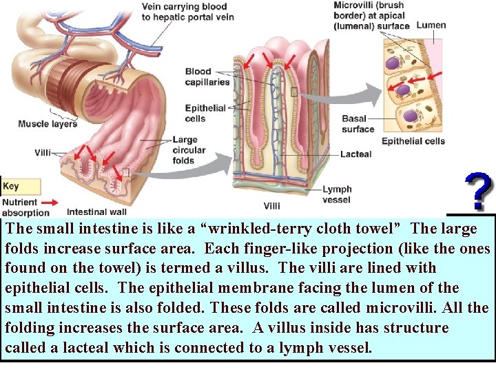 The small intestine is like a “wrinkled-terry cloth towel” The large folds increase surface The small intestine is like a “wrinkled-terry cloth towel” The large folds increase surface