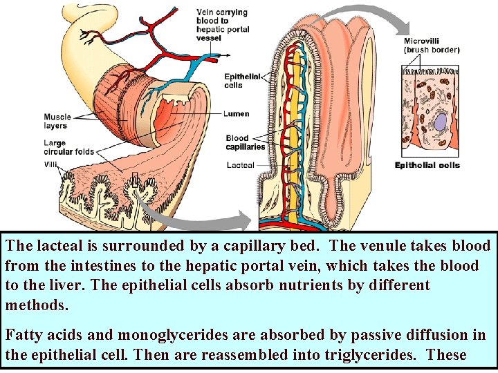 The lacteal is surrounded by a capillary bed. The venule takes blood from the The lacteal is surrounded by a capillary bed. The venule takes blood from the