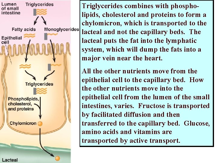 Triglycerides combines with phospholipids, cholesterol and proteins to form a chylomicron, which is transported Triglycerides combines with phospholipids, cholesterol and proteins to form a chylomicron, which is transported