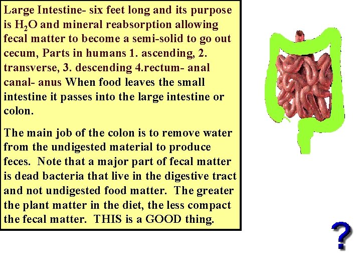 Large Intestine- six feet long and its purpose is H 2 O and mineral Large Intestine- six feet long and its purpose is H 2 O and mineral