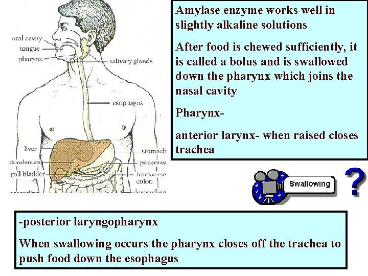 Amylase enzyme works well in slightly alkaline solutions After food is chewed sufficiently, it Amylase enzyme works well in slightly alkaline solutions After food is chewed sufficiently, it