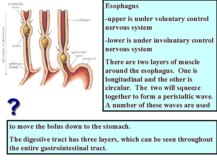 Esophagus -upper is under voluntary control nervous system -lower is under involuntary control nervous Esophagus -upper is under voluntary control nervous system -lower is under involuntary control nervous