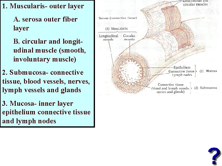 1. Muscularis- outer layer A. serosa outer fiber layer B. circular and longitudinal muscle 1. Muscularis- outer layer A. serosa outer fiber layer B. circular and longitudinal muscle