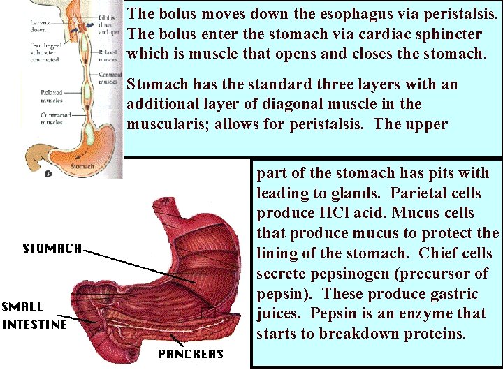 The bolus moves down the esophagus via peristalsis. The bolus enter the stomach via The bolus moves down the esophagus via peristalsis. The bolus enter the stomach via