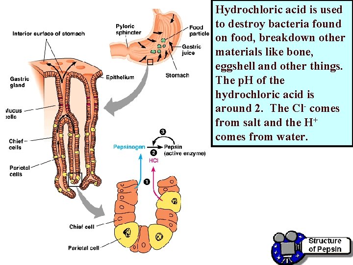 Hydrochloric acid is used to destroy bacteria found on food, breakdown other materials like Hydrochloric acid is used to destroy bacteria found on food, breakdown other materials like