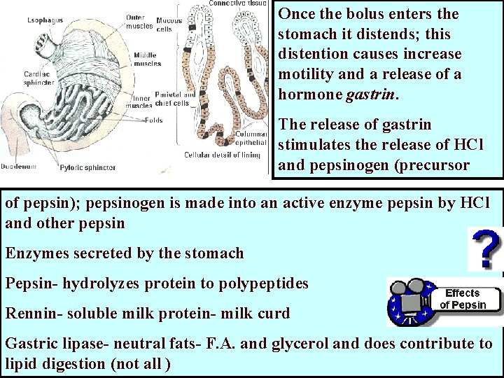Once the bolus enters the stomach it distends; this distention causes increase motility and Once the bolus enters the stomach it distends; this distention causes increase motility and
