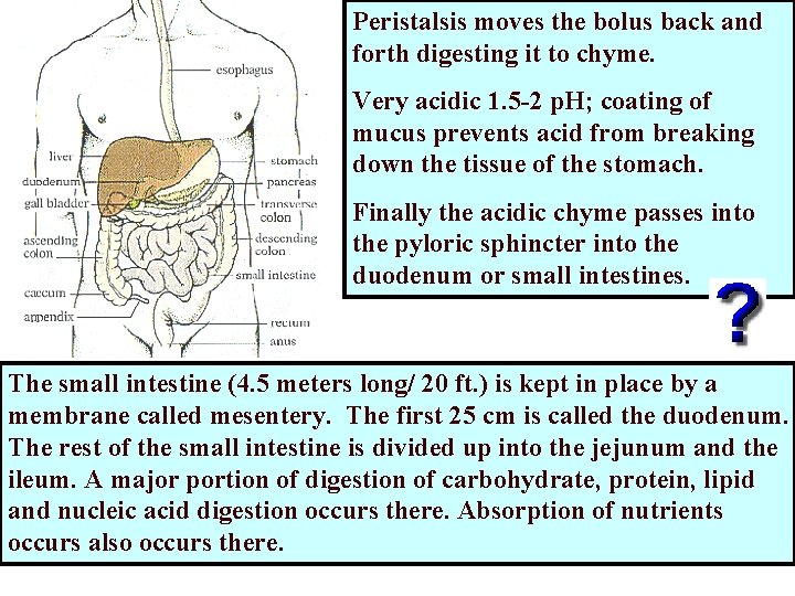 Peristalsis moves the bolus back and forth digesting it to chyme. Very acidic 1. Peristalsis moves the bolus back and forth digesting it to chyme. Very acidic 1.