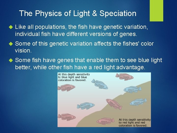 The Physics of Light & Speciation Like all populations, the fish have genetic variation,