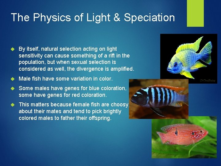 The Physics of Light & Speciation By itself, natural selection acting on light sensitivity