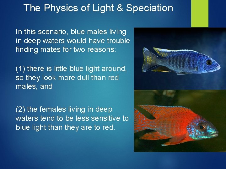 The Physics of Light & Speciation In this scenario, blue males living in deep