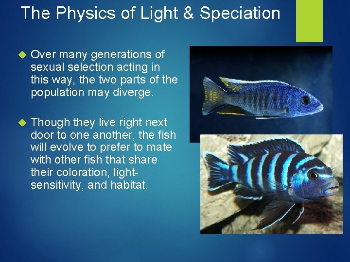 The Physics of Light & Speciation Over many generations of sexual selection acting in