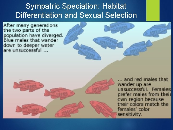 Sympatric Speciation: Habitat Differentiation and Sexual Selection 