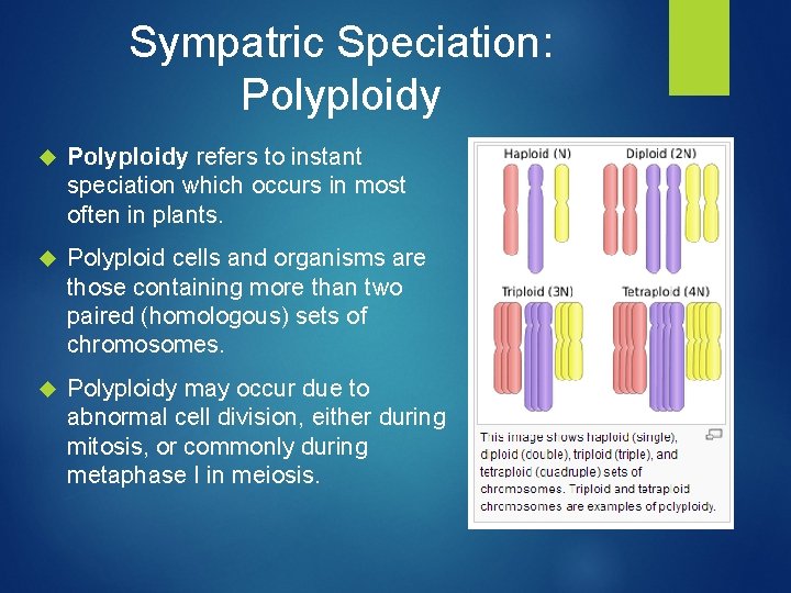Sympatric Speciation: Polyploidy refers to instant speciation which occurs in most often in plants.