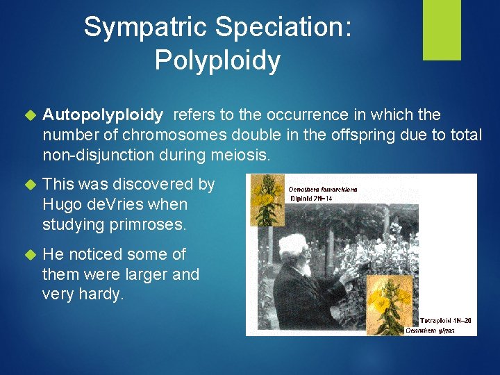 Sympatric Speciation: Polyploidy Autopolyploidy refers to the occurrence in which the number of chromosomes