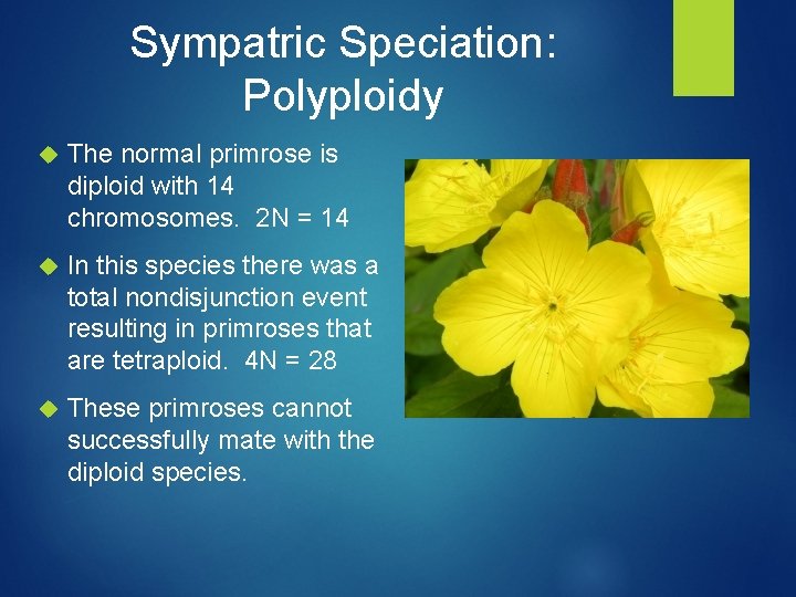 Sympatric Speciation: Polyploidy The normal primrose is diploid with 14 chromosomes. 2 N =