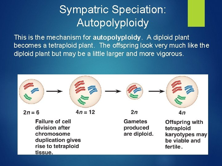 Sympatric Speciation: Autopolyploidy This is the mechanism for autopolyploidy. A diploid plant becomes a