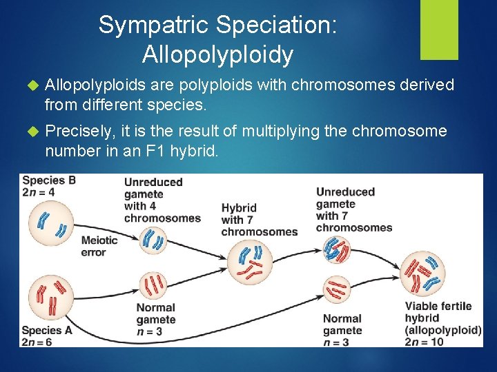 Sympatric Speciation: Allopolyploidy Allopolyploids are polyploids with chromosomes derived from different species. Precisely, it