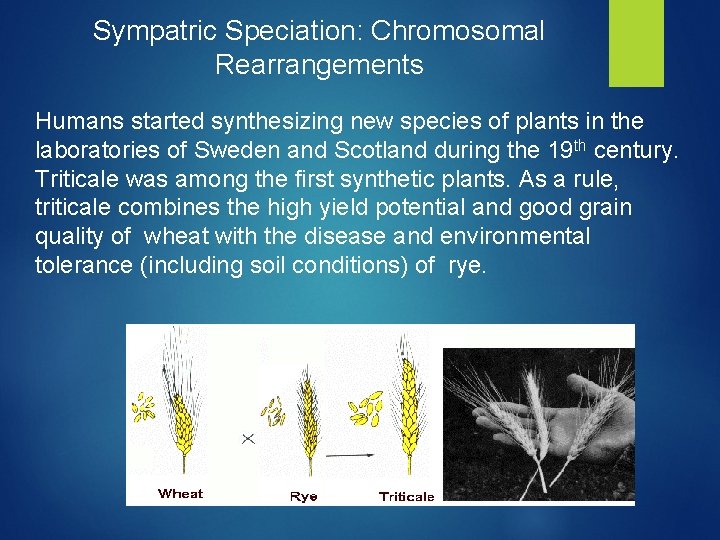 Sympatric Speciation: Chromosomal Rearrangements Humans started synthesizing new species of plants in the laboratories