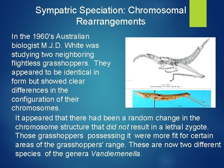 Sympatric Speciation: Chromosomal Rearrangements In the 1960's Australian biologist M. J. D. White was