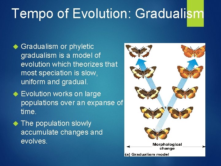 Tempo of Evolution: Gradualism or phyletic gradualism is a model of evolution which theorizes
