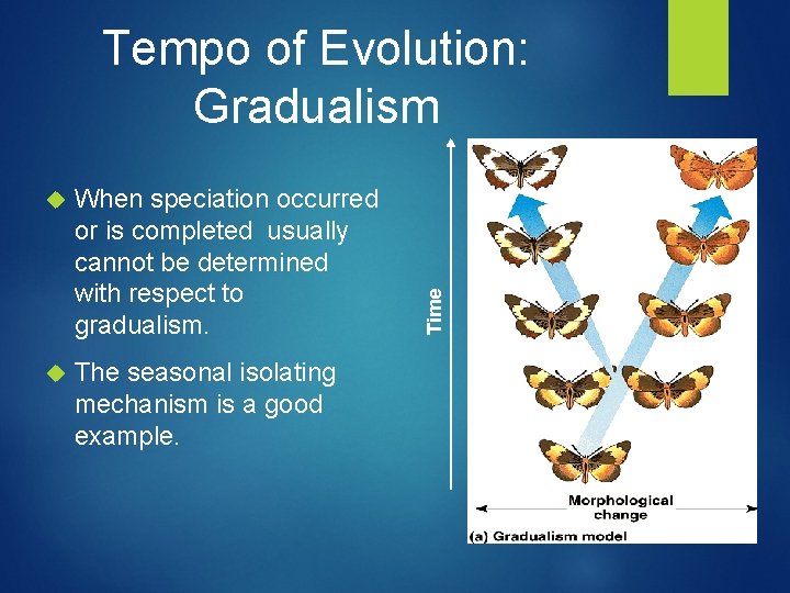  When speciation occurred or is completed usually cannot be determined with respect to