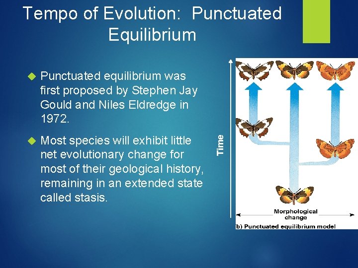 Punctuated equilibrium was first proposed by Stephen Jay Gould and Niles Eldredge in