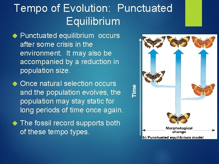  Punctuated equilibrium occurs after some crisis in the environment. It may also be