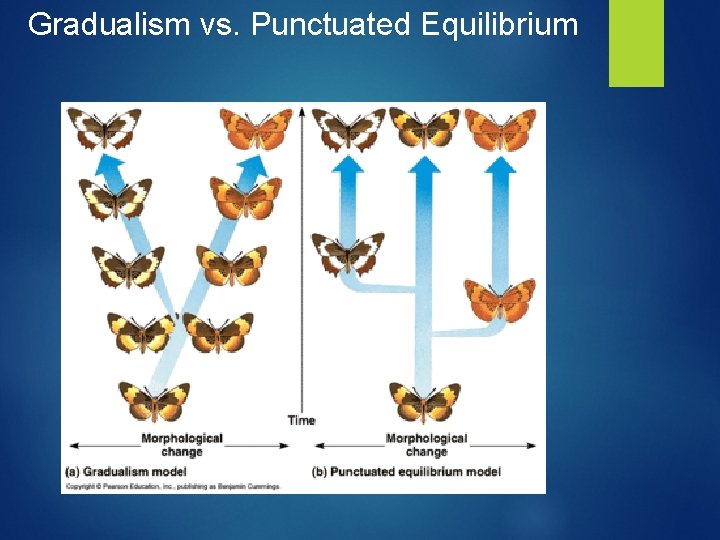 Gradualism vs. Punctuated Equilibrium 