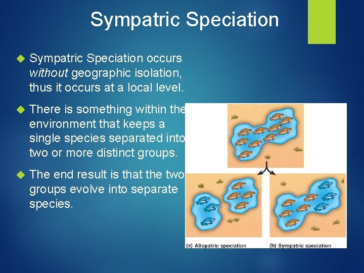 Sympatric Speciation occurs without geographic isolation, thus it occurs at a local level. There