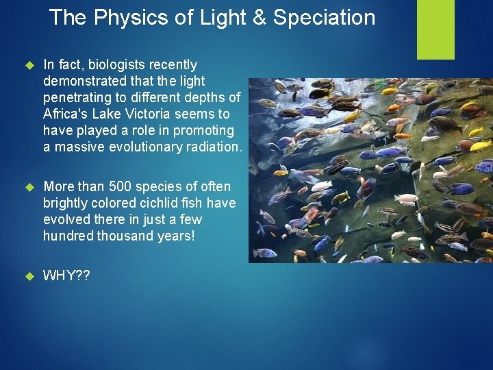 The Physics of Light & Speciation In fact, biologists recently demonstrated that the light