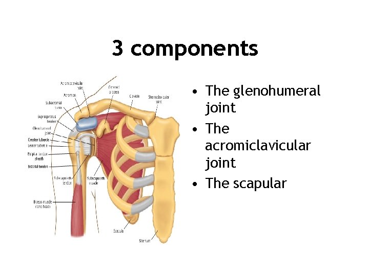 3 components • The glenohumeral joint • The acromiclavicular joint • The scapular 