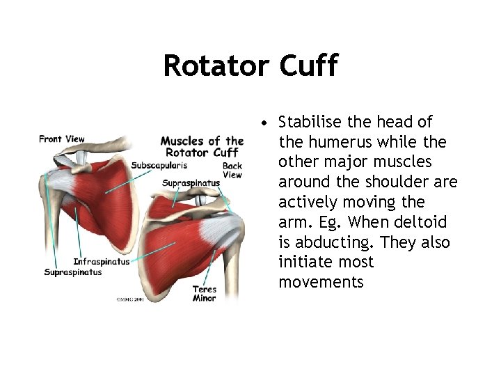 Rotator Cuff • Stabilise the head of the humerus while the other major muscles