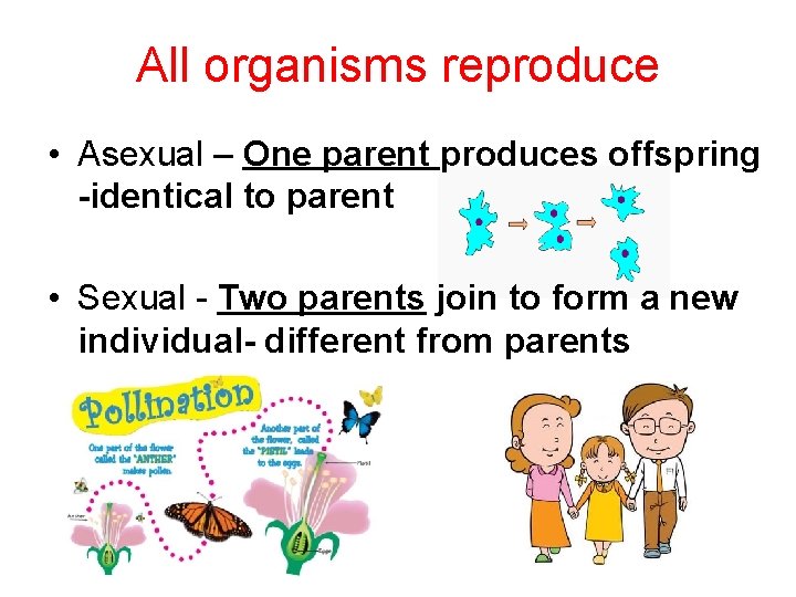 All organisms reproduce • Asexual – One parent produces offspring -identical to parent •