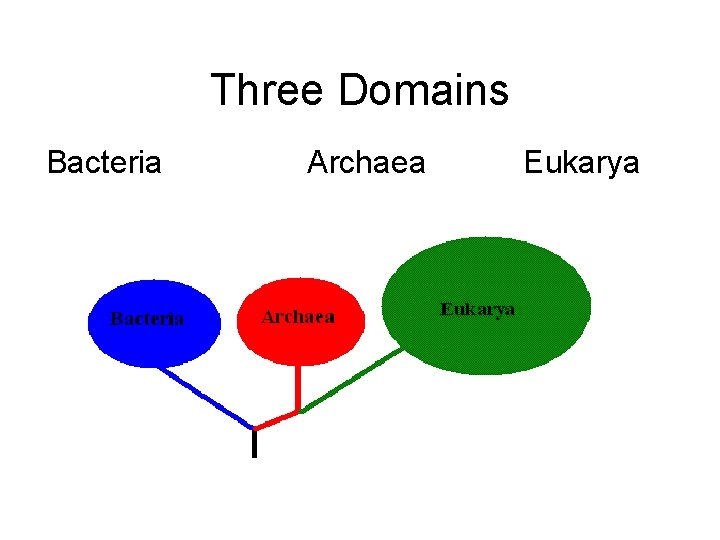 Three Domains Bacteria Archaea Eukarya 