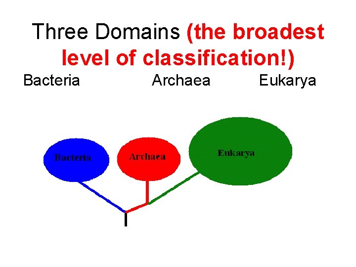 Three Domains (the broadest level of classification!) Bacteria Archaea Eukarya 