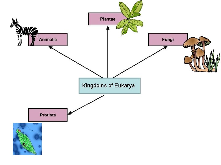 Kingdoms of Eukarya 