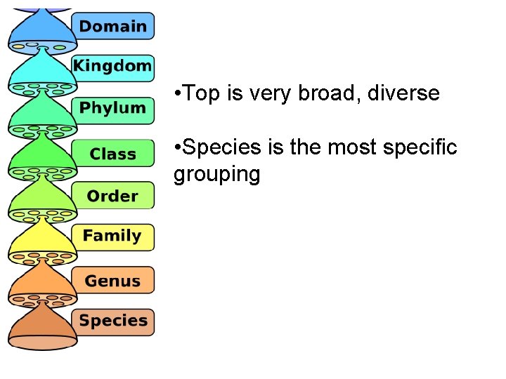  • Top is very broad, diverse • Species is the most specific grouping