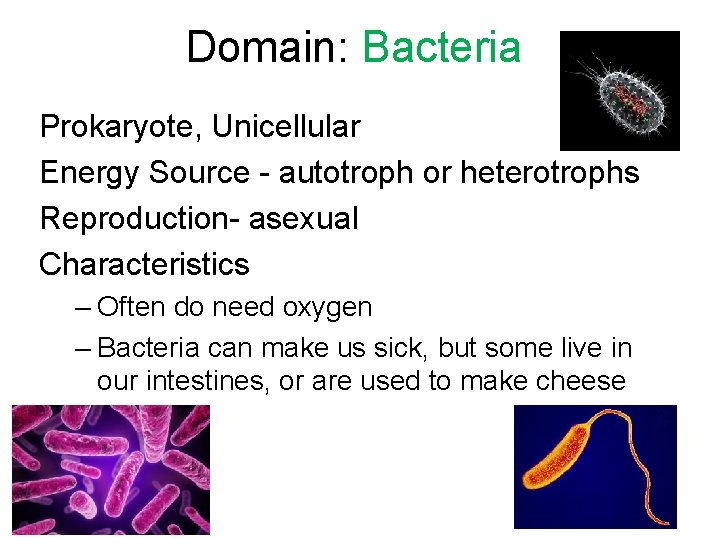 Domain: Bacteria Prokaryote, Unicellular Energy Source - autotroph or heterotrophs Reproduction- asexual Characteristics –