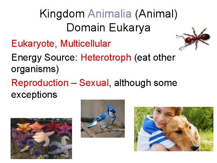 Kingdom Animalia (Animal) Domain Eukarya Eukaryote, Multicellular Energy Source: Heterotroph (eat other organisms) Reproduction