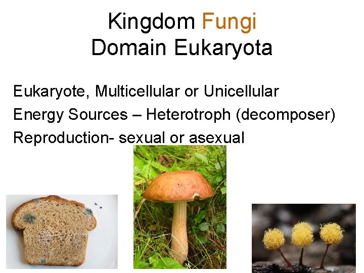 Kingdom Fungi Domain Eukaryota Eukaryote, Multicellular or Unicellular Energy Sources – Heterotroph (decomposer) Reproduction-