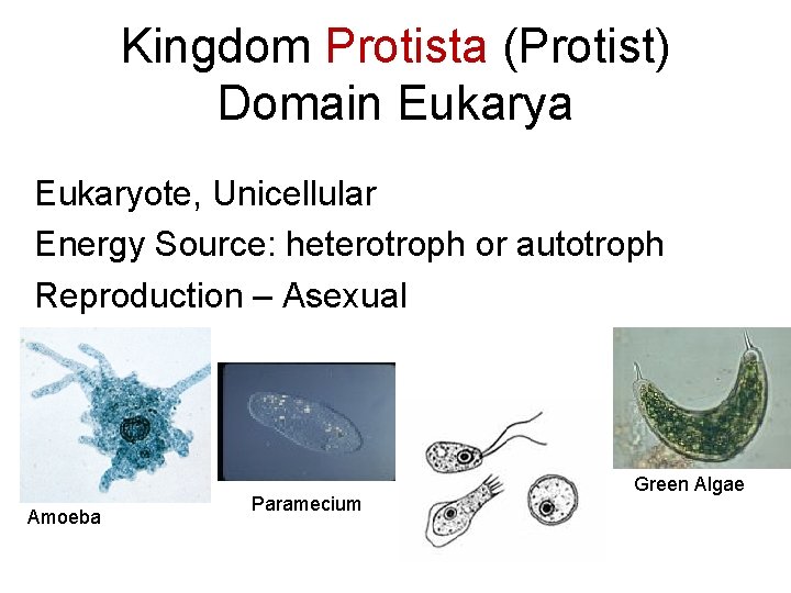 Kingdom Protista (Protist) Domain Eukarya Eukaryote, Unicellular Energy Source: heterotroph or autotroph Reproduction –