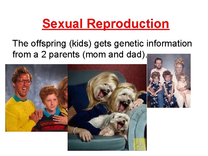 Sexual Reproduction The offspring (kids) gets genetic information from a 2 parents (mom and