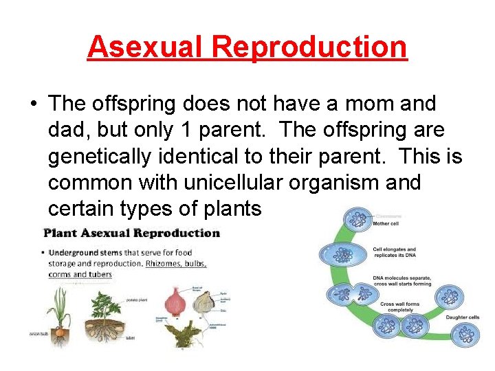 Asexual Reproduction • The offspring does not have a mom and dad, but only
